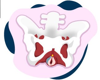 Anatomía del suelo pélvico femenino